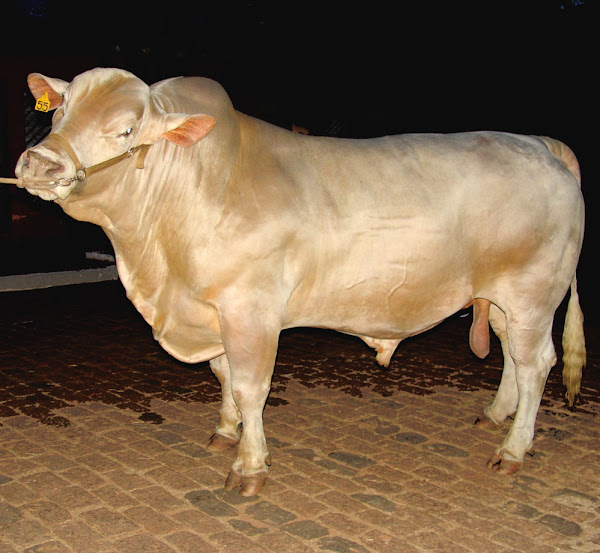 canchim cattle, about canchim cattle, canchim cattle breed, canchim cattle breed info, canchim cattle breed facts, canchim cattle behavior, canchim cattle care, canchim cattle color, caring canchim cattle, canchim cattle facts, canchim cattle for milk, canchim cattle for meat, canchim cattle genetics, canchim cattle history, canchim cattle info, canchim cattle images, canchim cattle milk, canchim cattle meat, canchim cattle origin, canchim cattle pictures, canchim cattle photos, canchim cattle rarity, canchim cattle rearing, raising canchim cattle, canchim cattle size, canchim cattle temperament, canchim cattle uses, canchim cattle weight