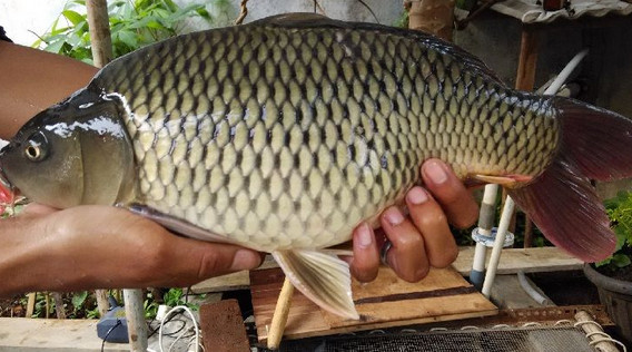 3 Cara Mancing Ikan Mas Babon Yang Paling Jitu Agar Dapat Banyak Racikan Umpan Ikan