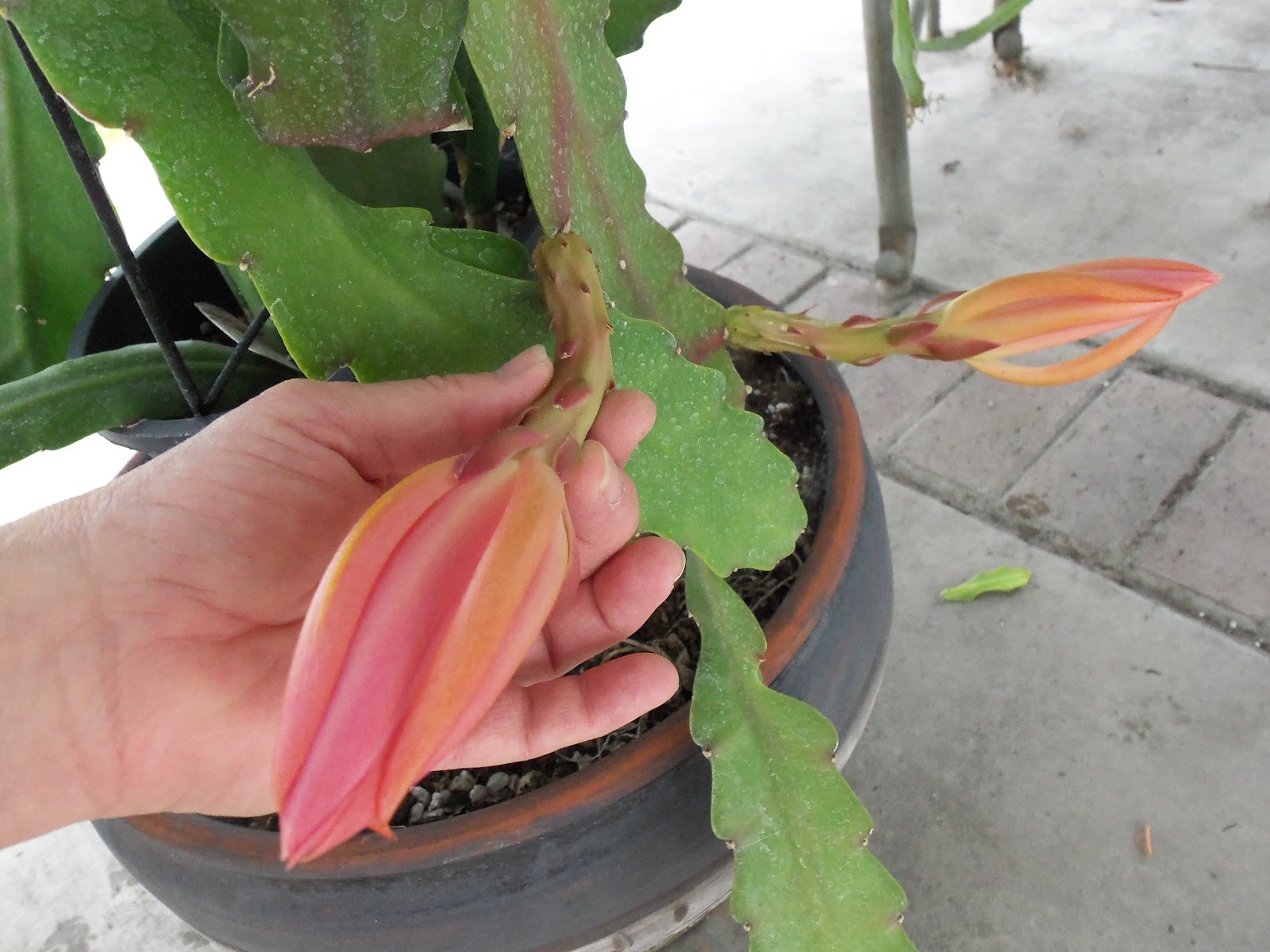 The Epiphyllum Garden 'Padre'