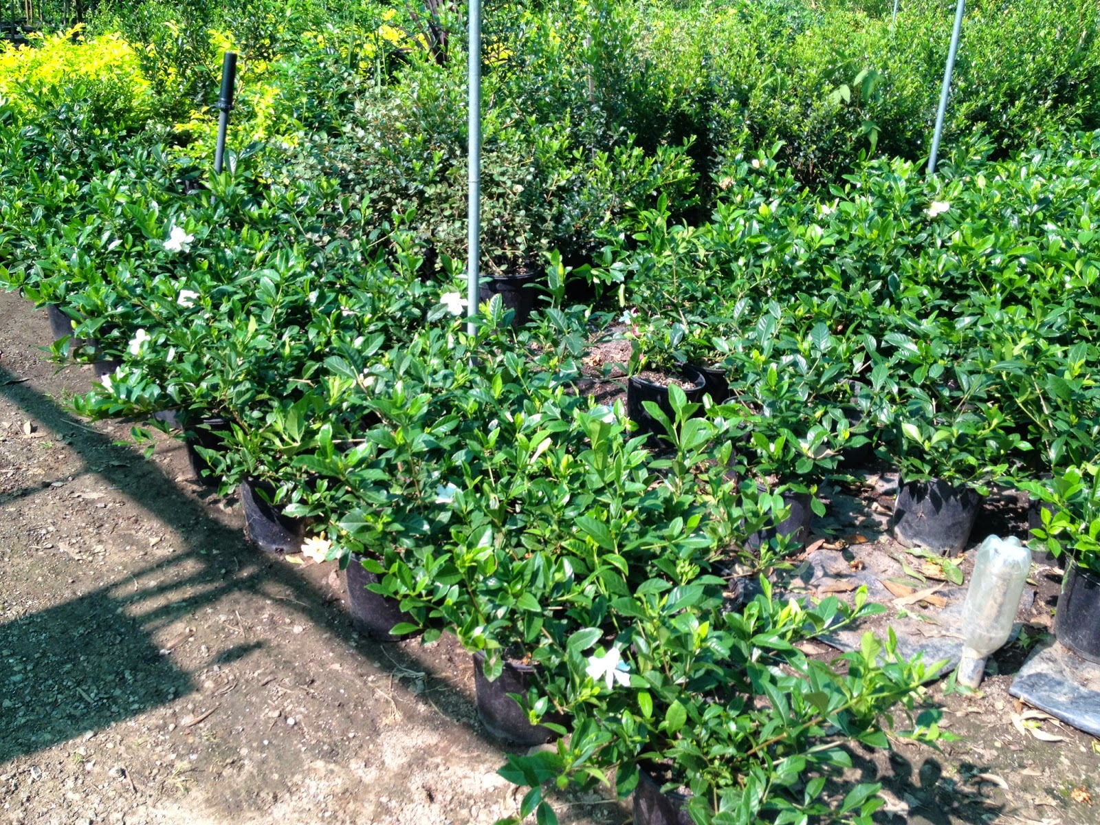 The Reedman Home Landscaping Update and Austral Wholesale Nursery