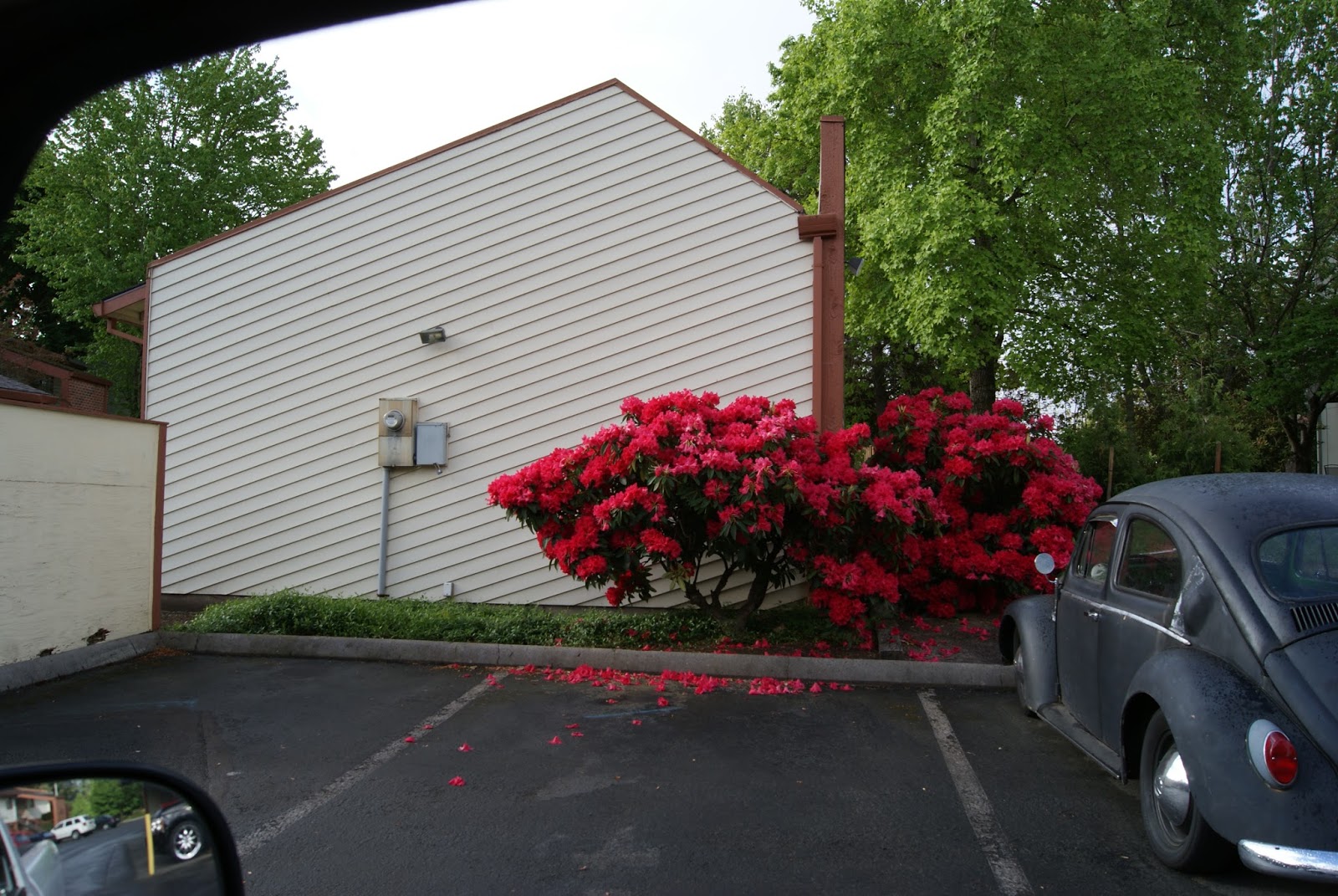 Blog For Friends Rhododendron, Oregon