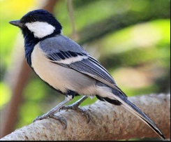 Perawatan Burung Glatik Batu (Wingko) ~ Gembala News