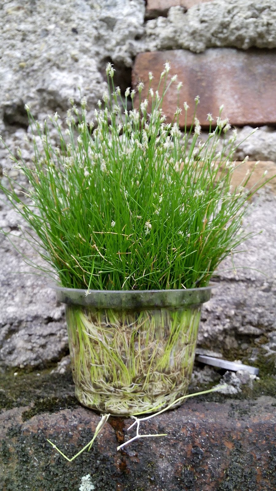 Cara Menanam Bibit Hair Grass Aquascape Ini Rahasia My XXX Hot Girl