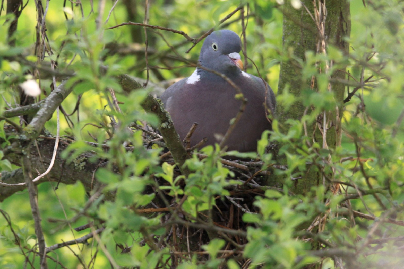 The Bagsy Blog Tea For One Joe Bonamassa (Led Zeppelin)