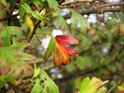Hawthorn leaf with bright autumn colours