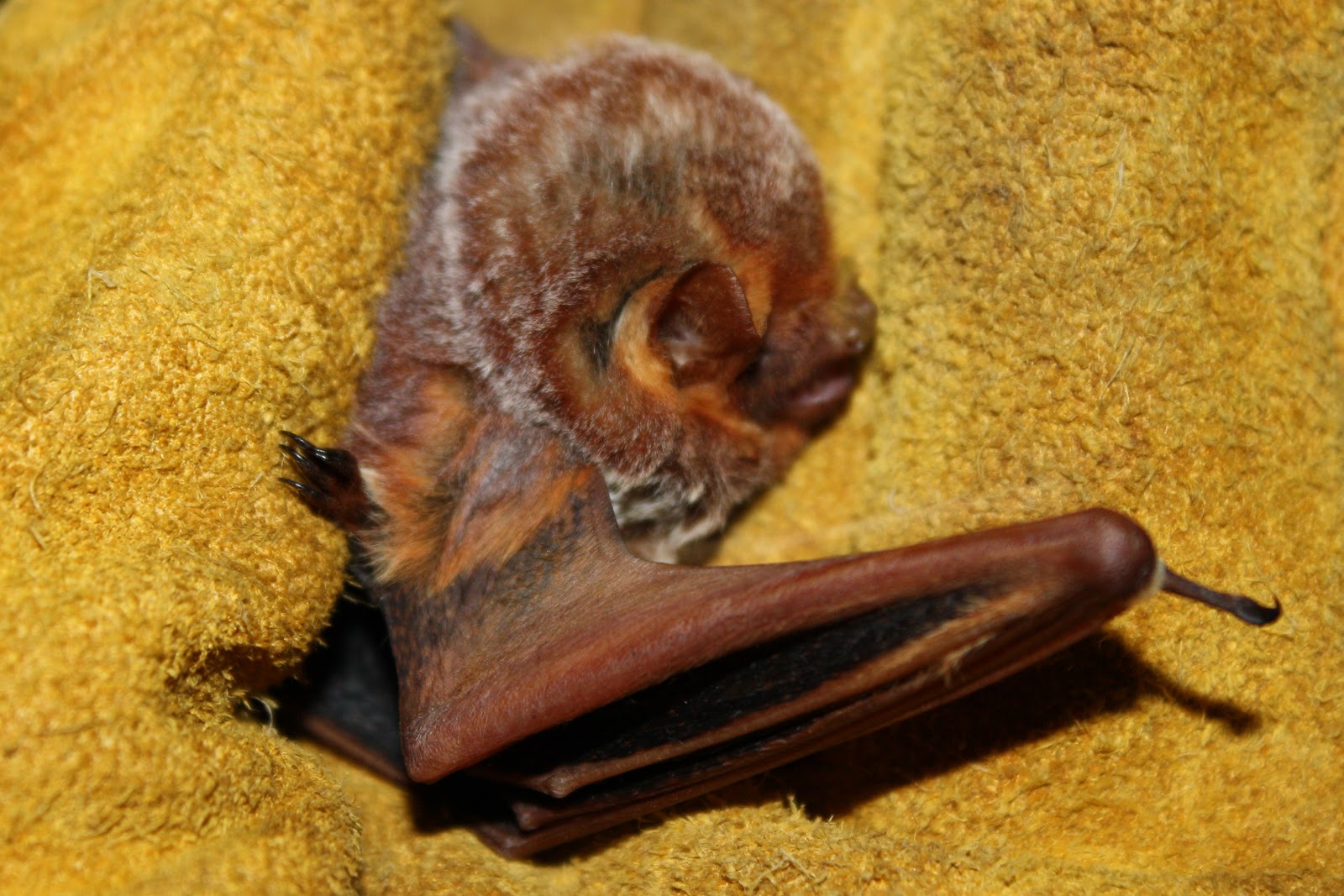 Panther Island Adventures: Critter of the Week Aug. 15: Seminole Bat ...