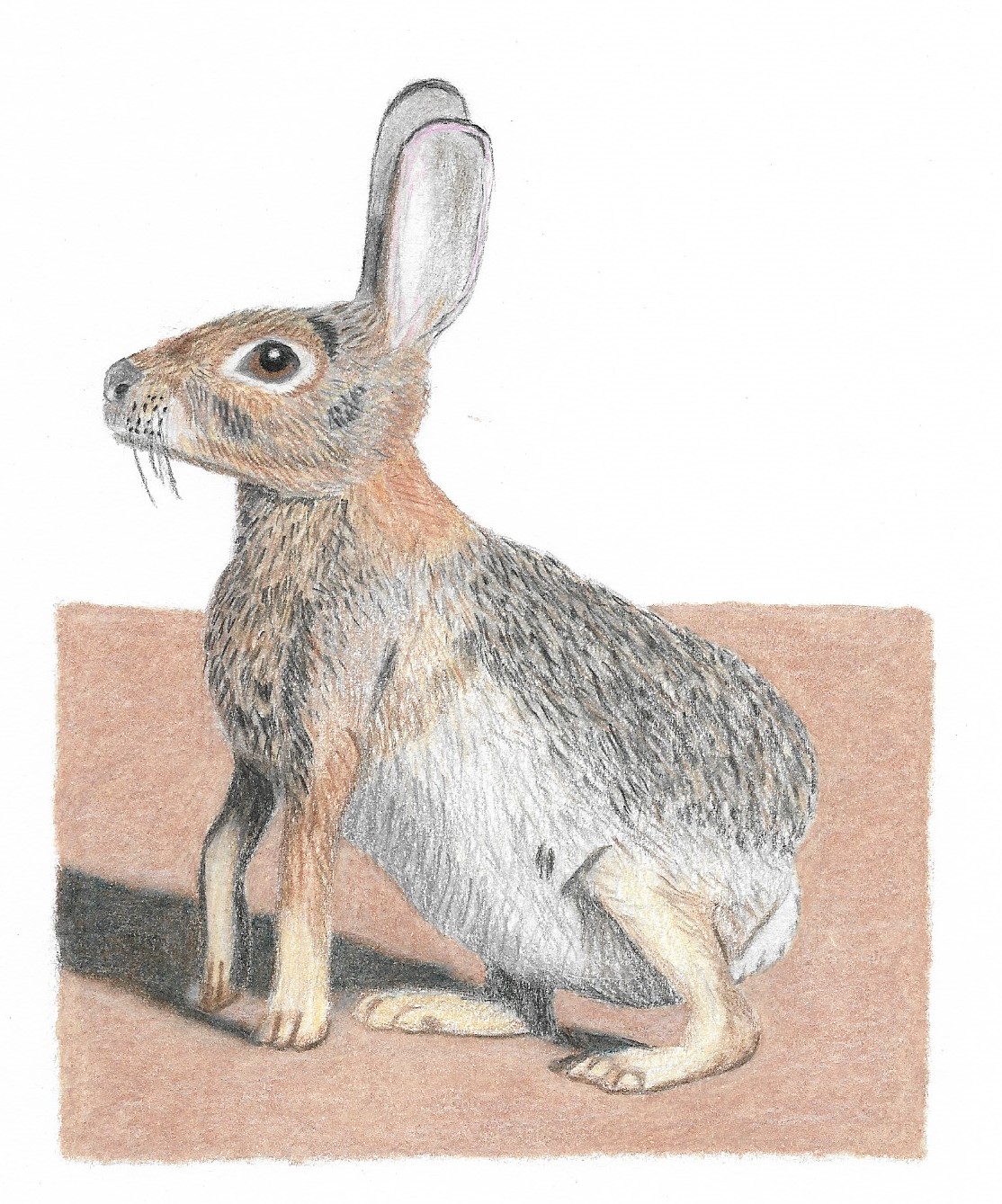 Colored pencil Cottontail Greg in San Diego