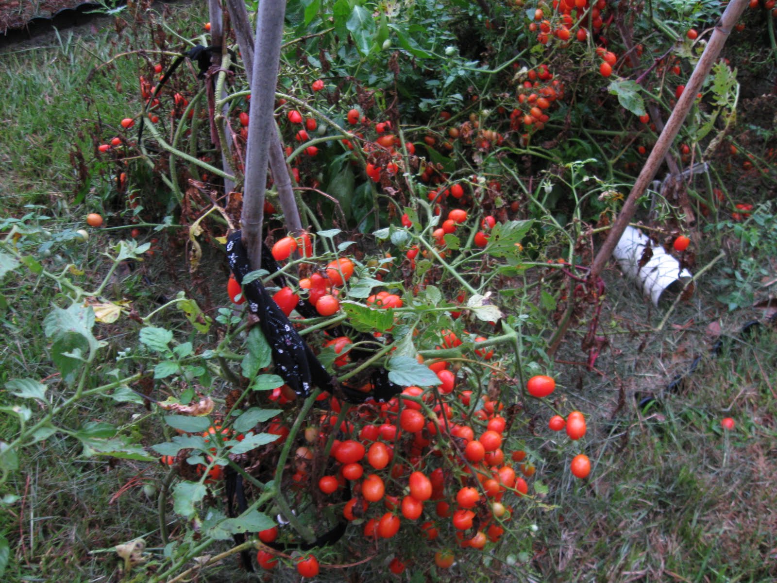 Growing Food in Florida Too many tomatoes, how to plan tomato harvest