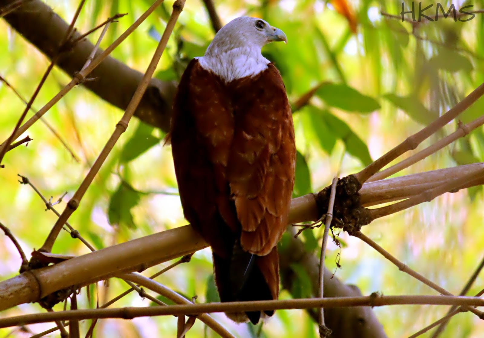 37. Brahminy Kite (ಬಿಳಿ ಗರುಡ Bili Garuda)