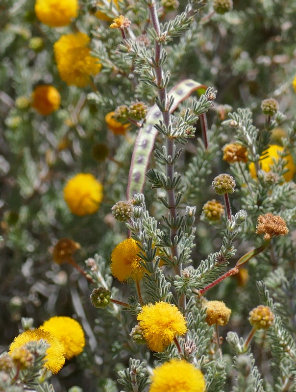 Ian Fraser, talking naturally The Great Sandy Desert 4, shrubs