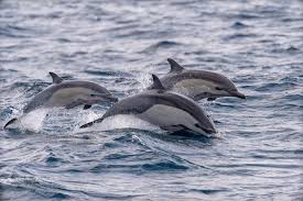 ZIG ZAG and dolphins - CLICK to see