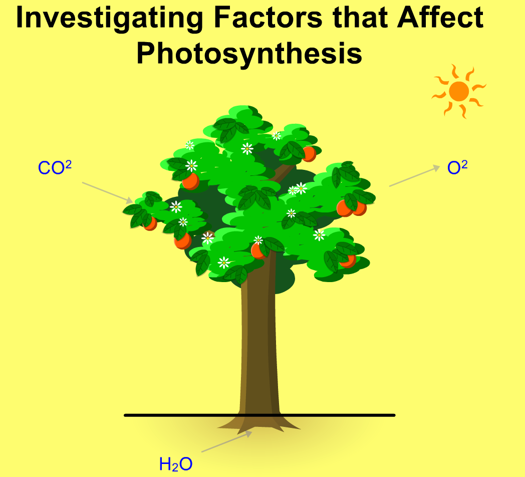 Factors Affecting Photosynthesis JavaScript HTML5 Applet Simulation Model -  Open Educational Resources / Open Source Physics @ Singapore
