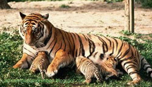 15 Arti Mimpi Melihat Orang Minum Susu Harimau Berdasarkan Islam Dan Primbon Jawa 15 Arti Mimpi Melihat Orang Minum Susu Harimau Berdasarkan Islam Dan Primbon Jawa