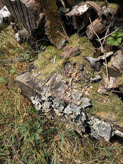 Fungi growing on some fallen wood