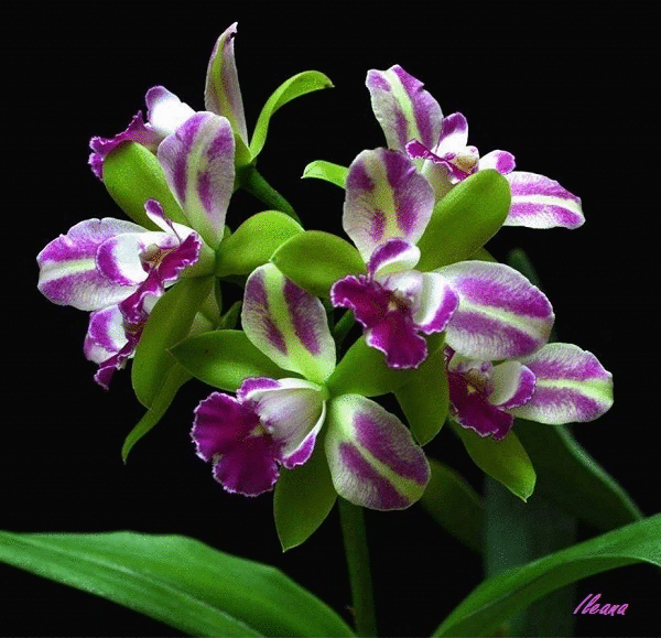 HAVING FUN WITH IMAGES ORCHIDS
