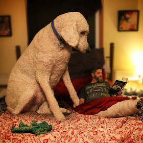 02-No-More-Stephen-King-Before-Bed-Christopher-Cline-Juji-The-Giant-Dog-Photo-Manipulations-www-designstack-co