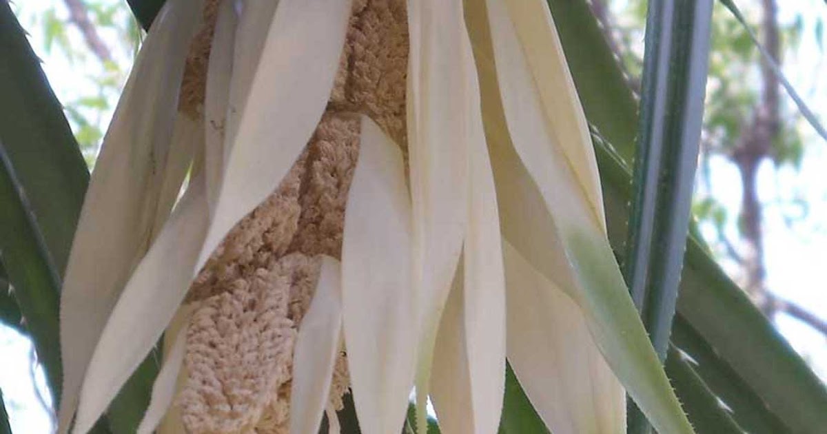 Medicinal Plants Pandanus tectorius, Mogali, Kewda, Tazhai