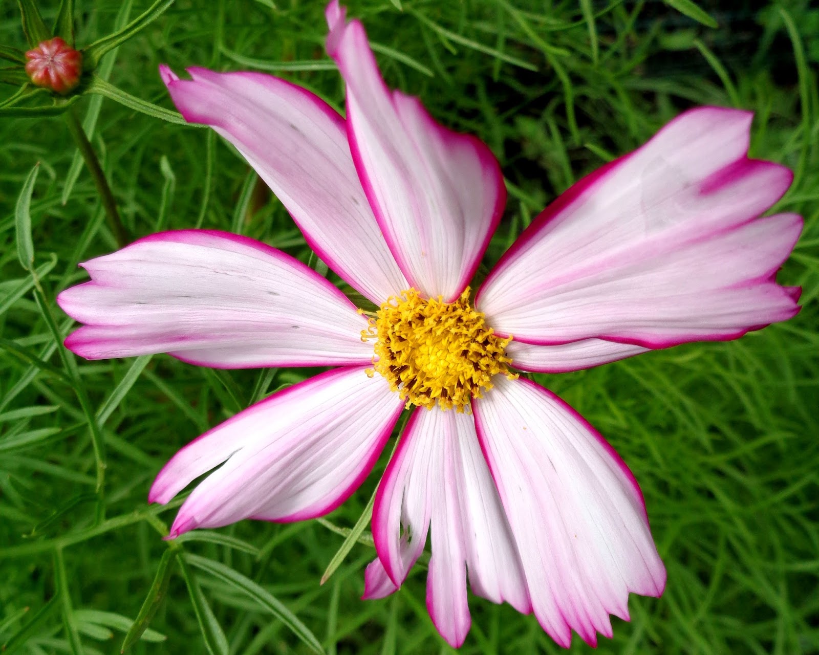 University of Florida/IFAS Charlotte County Extension A universe of cosmos