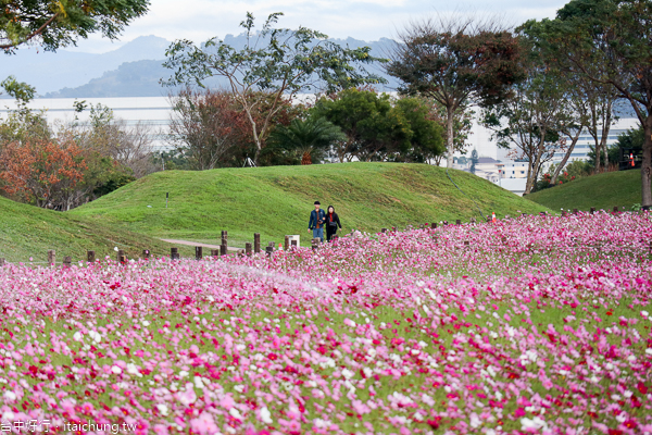 后里花田綠廊大波斯菊花海盛開,賞花拍照順遊棒棒糖花海 后里花田綠廊大波斯菊花海盛開,賞花拍照順遊棒棒糖花海