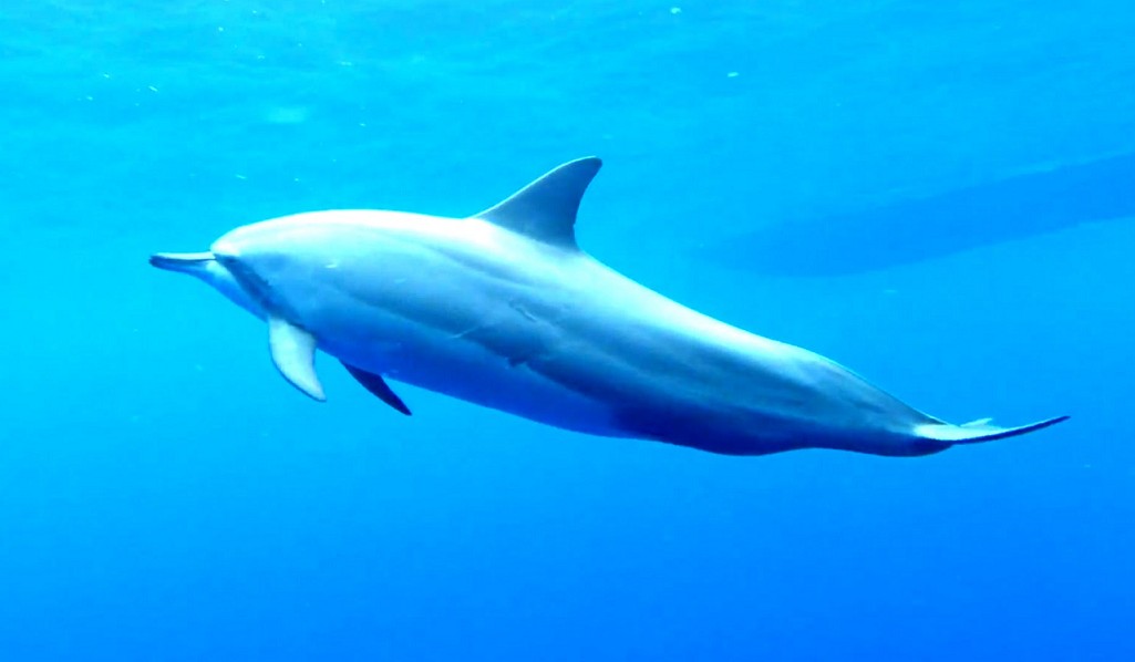 Gambar Ikan Lumba Lumba di Laut