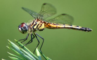 Dragon fly wallpapers