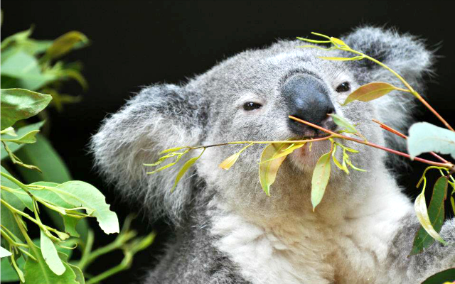 My Top 5 Australian Bucket List Experiences Lone Pine Koala Sanctuary