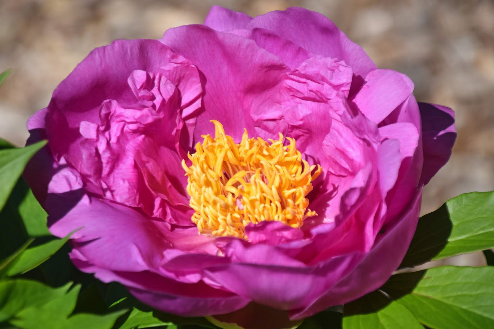 Southern Peony 2020 Loving Intersectional Peony 'Gordon E. Simonson'