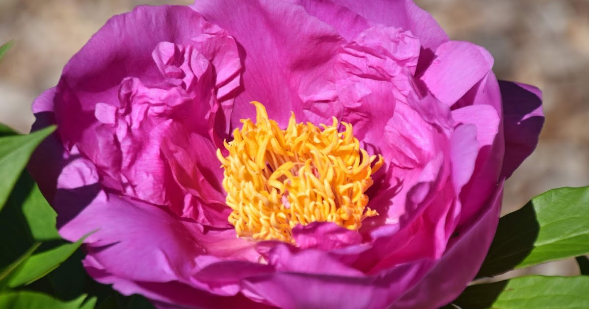 Southern Peony 2020 Loving Intersectional Peony 'Gordon E. Simonson'