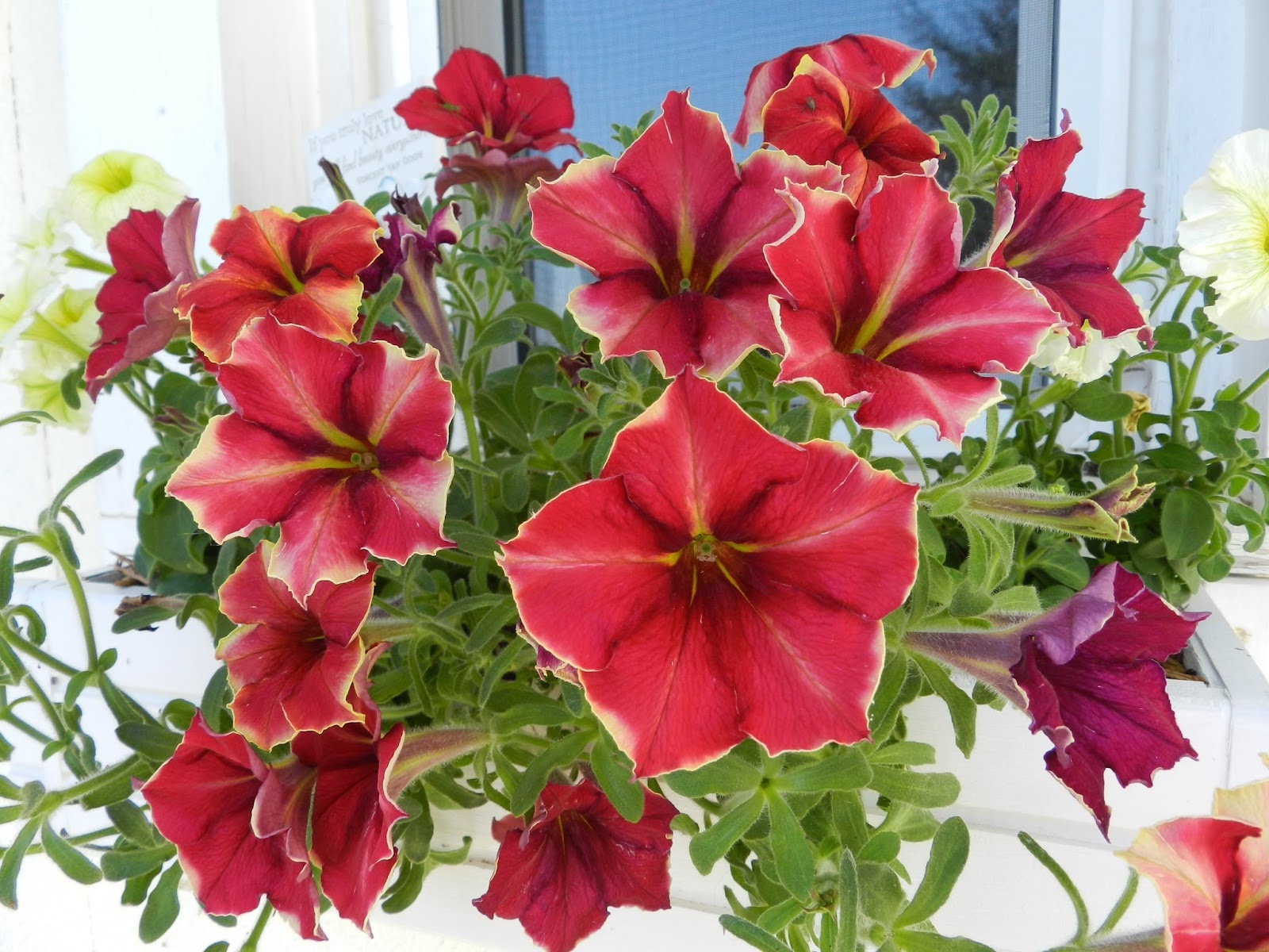 Петуния Crazytunia Mandeville