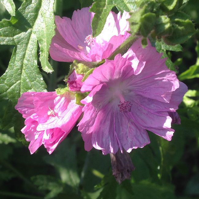 Picture of pink Mallow flowers