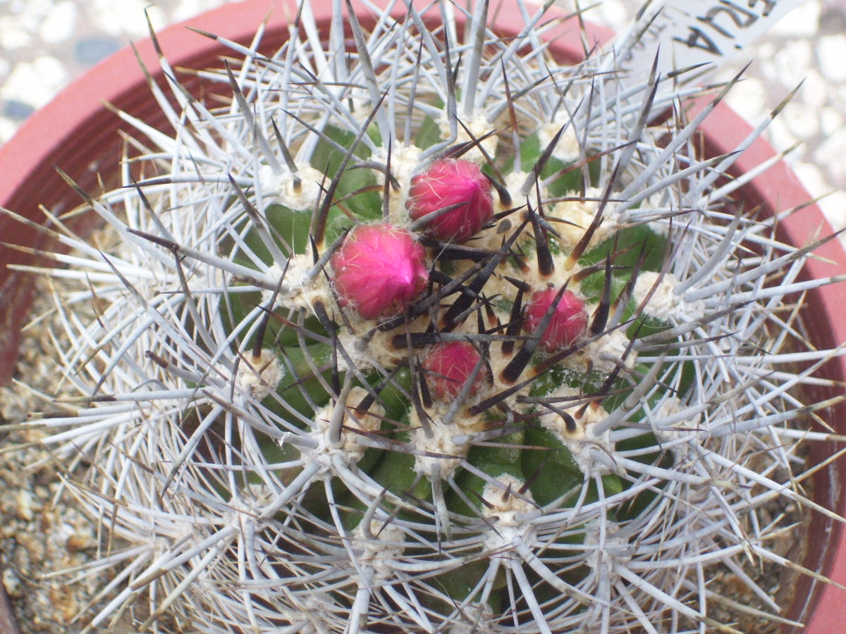 Amores con espinas Eriosyce subgibbosa var. litoralis