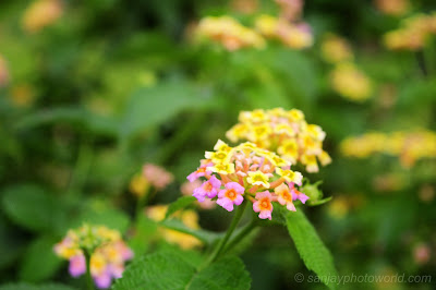 small beautiful flowers