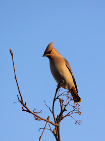Waxwing - Northwich, Cheshire