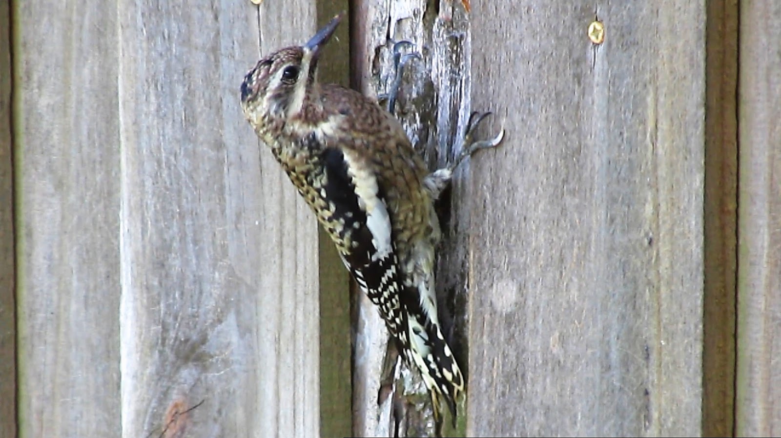 Backyard Birding....and Nature Yellow Bellied Sapsucker Woodpecker