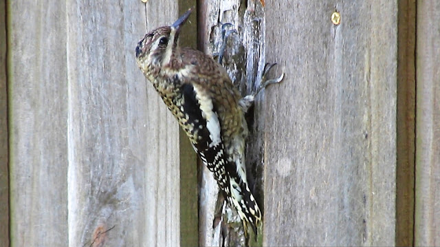Yellow Bellied Sapsucker Woodpecker Juvenile