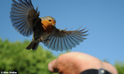 robin hand bird close tame away photographer nearly inches mike coming land zone feeds fingers gets
