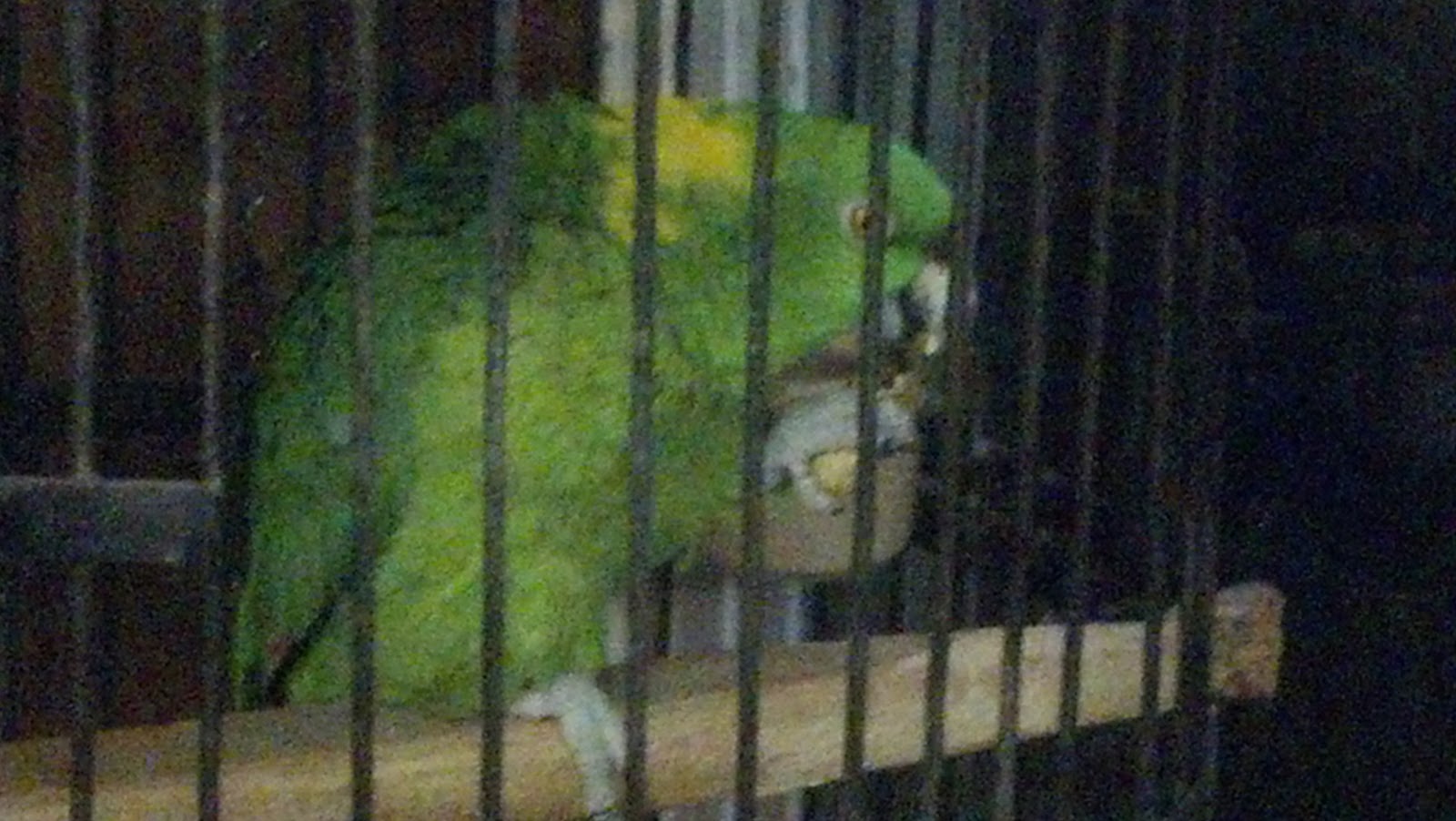 Staycations in Harrisonburg Puppy Farm A brightened day is only 20 minutes away!