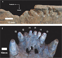 http://sciencythoughts.blogspot.co.uk/2013/07/signs-of-scavenging-on-pliocene.html