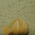 Unexpected reaction of a Dumbo Octopus will surely make you say "Aww"!