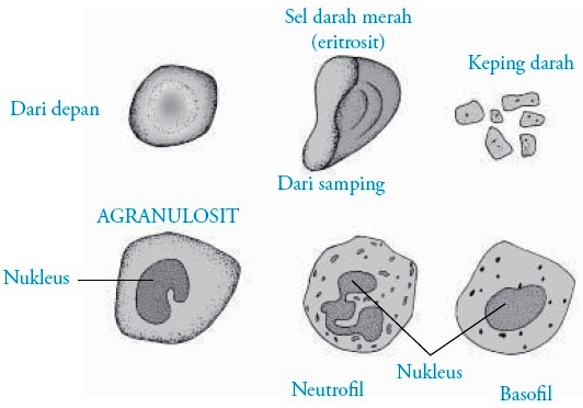 KOMPOSISI DARAH MANUSIA EPUB KOMPOSISI DARAH MANUSIA EPUB