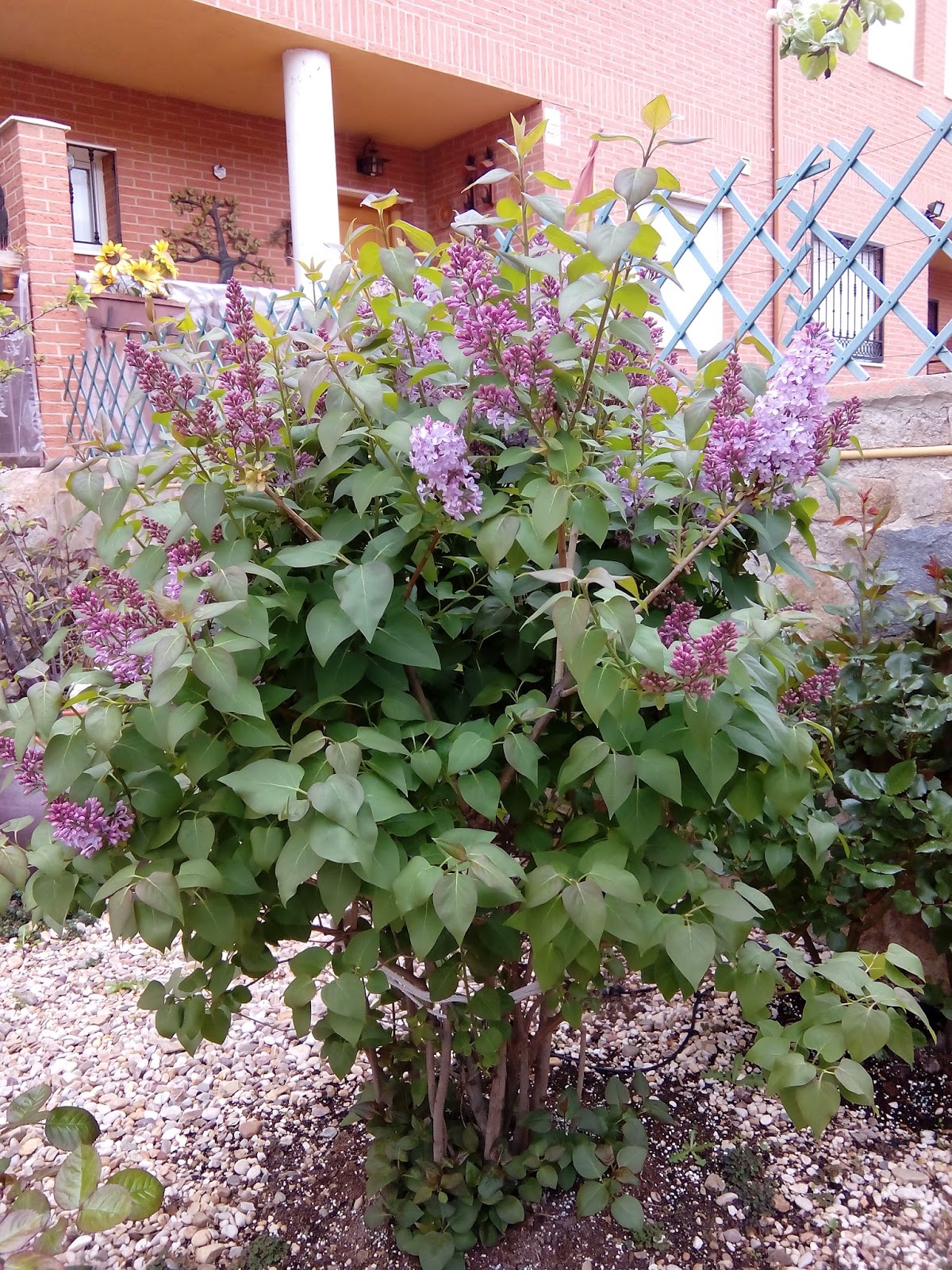 La Mar de Verde: SYRINGA VULGARIS O LILO La Mar de Verde: SYRINGA VULGARIS O LILO