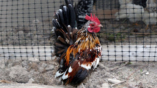 Ayam Serama