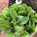 Garden Salad with Lemon Vinaigrette #fantasticalfoodfight