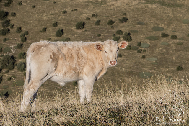Ruta: Balandrau (2.585 m.) y Les Borregues (2.693 m.) (Els 100 Cims).