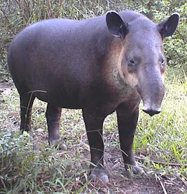 tapir+%25281%2529.jpg