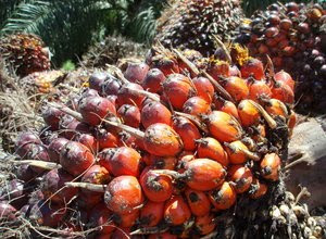 4000 Gambar Buah Kelapa Sawit Mentah HD Terbaik 4000 Gambar Buah Kelapa Sawit Mentah HD Terbaik