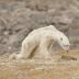 Filmmakers “Stood There Crying” As They Helplessly Filmed A Polar Bear Starving To Death (VIDEO)