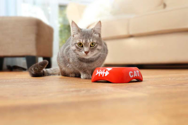 How to feed your cat: The modern guide to feline foraging How to feed your cat. Instead of leaving kibble in a bowl (pictured), here's what to do instead