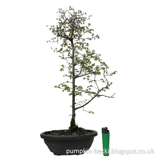 Amazon listing for my Zelkova serrata (Japanese Elm) Bonsai Amazon listing Zelkova serrata Japanese Elm Bonsai