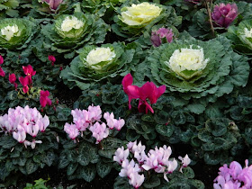Allan Gardens Conservatory Christmas Flower Show 2014 ornamental cabbage pink cyclamen by garden muses-not another Toronto gardening blog